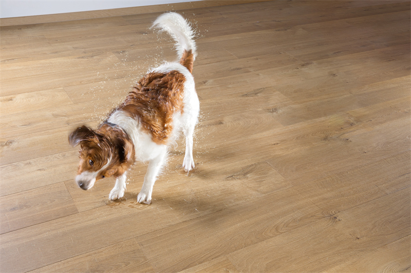 “宠物友好型”地板，得高Quick-Step无惧生活考验 图片 3